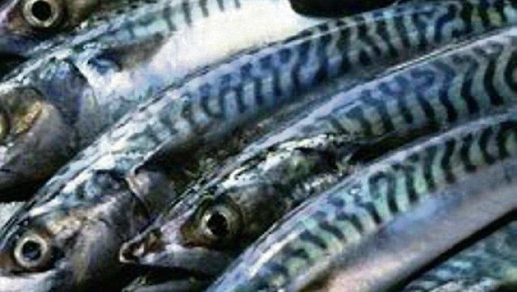 4 Mackerel Fish (2kg) (Norway Only)